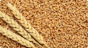  रबी की फसलों की बुवाई में बना रिकॉर्ड, इतने अधिक क्षेत्र में हुई खेती