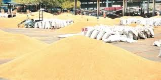  गेहूं खरीद के नए नियमों में बदलाव, अब खराब फसल भी एसएमपी मूल्य पर 