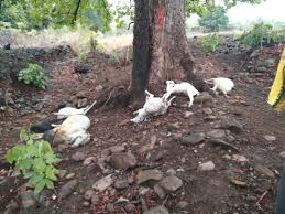  निजमुला घाटी में आकाशीय बिजली गिरने से 500 बकरियों की मौत